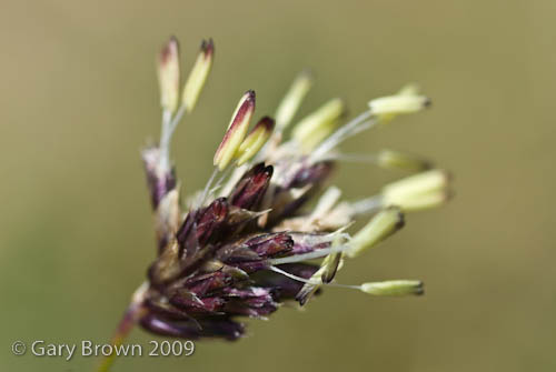 Sesleria albicans