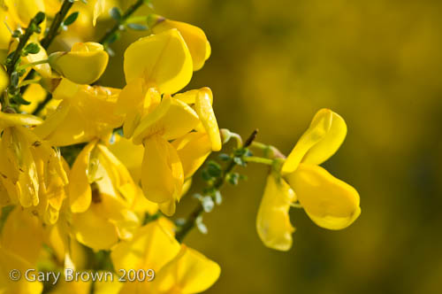 Cytisus scoparius