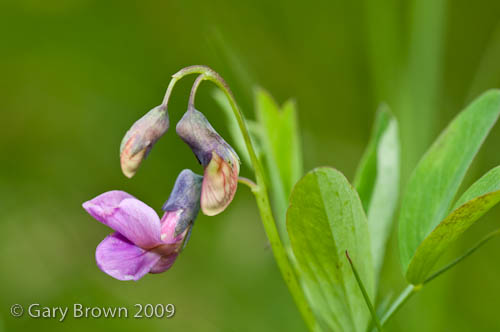Lathyrus linifolius