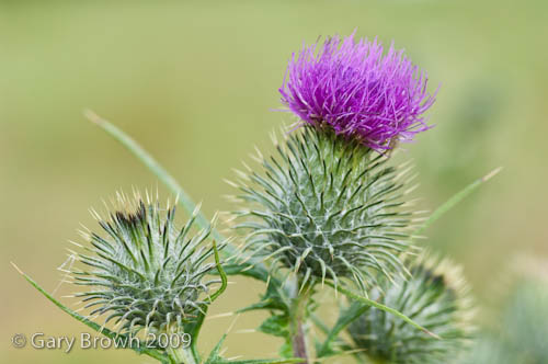 Cirsium vulgare