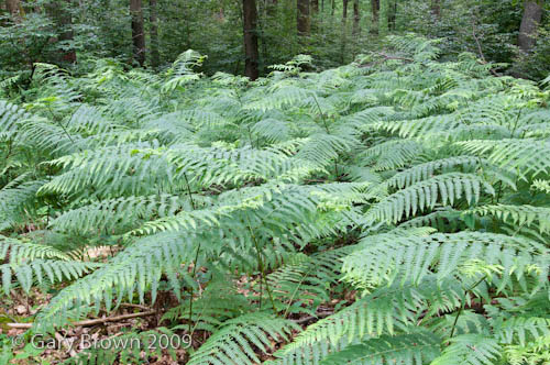 Pteridium aquilinum