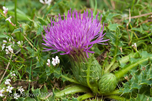 Cirsium acaule
