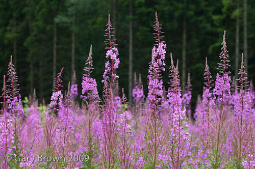 Epilobium angustifolium