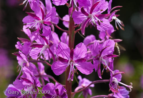 Epilobium angustifolium