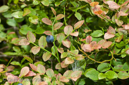 Vaccinium myrtillus
