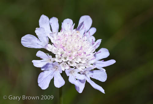 Scabiosa columbaria