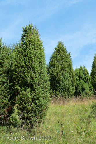 Junperus communis