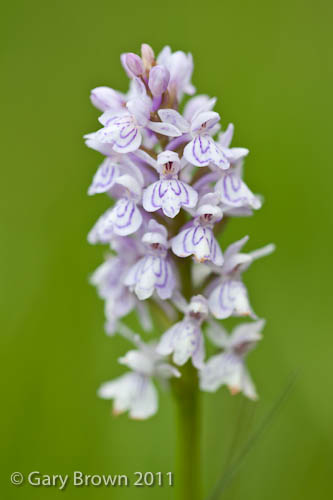 Dactylorhiza maculata