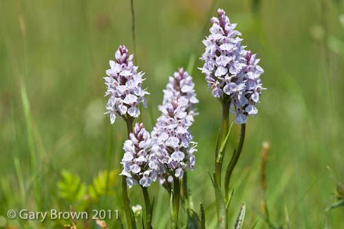 Dactylorhiza maculata