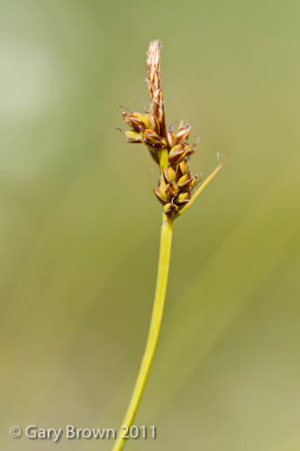 Carex pilulifera