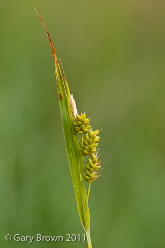 Carex pallescens