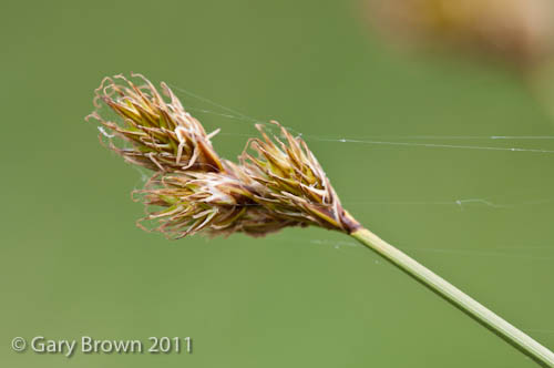 Carex leporina