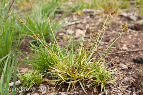 Carex leporina