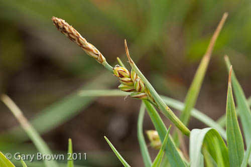 Carex panicea