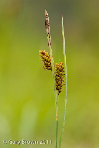Carex flacca
