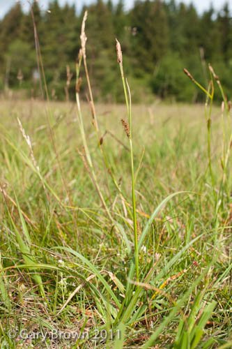 Carex binervis
