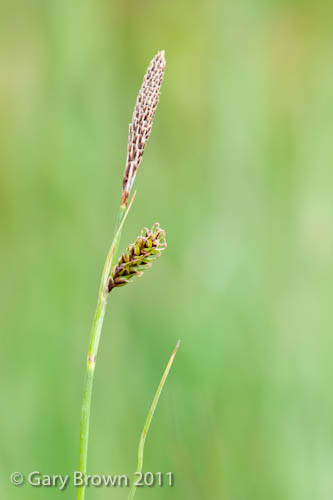 Carex binervis