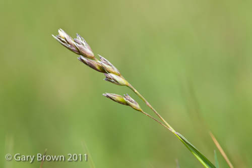 Danthonia decumbens
