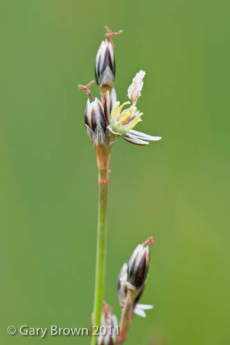 Juncus squarrosus