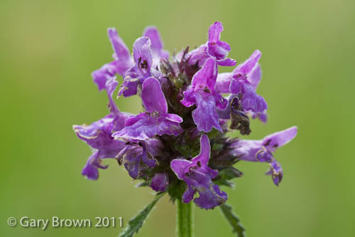 Stachys officinalis