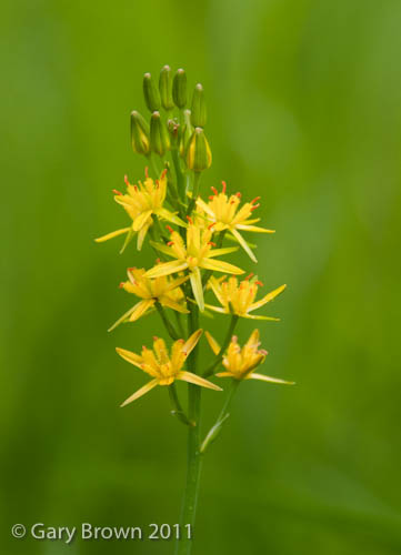 Narthecium ossifragum