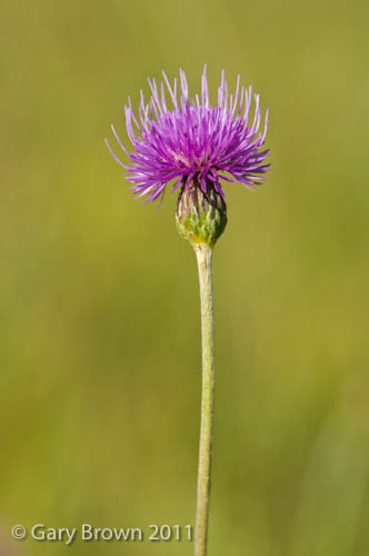 Cirsium tuberosum