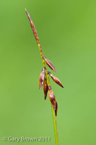 Carex pulicaris