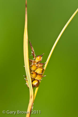 Carex hostiana