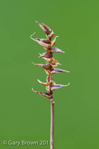 Carex davalliana