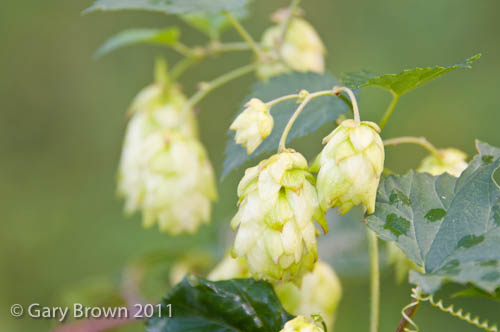 Humulus lupulus