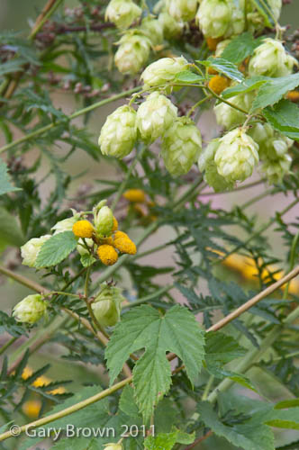 Humulus lupulus