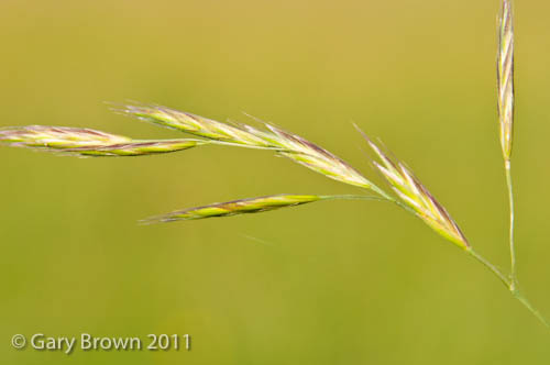 Bromus carinatus