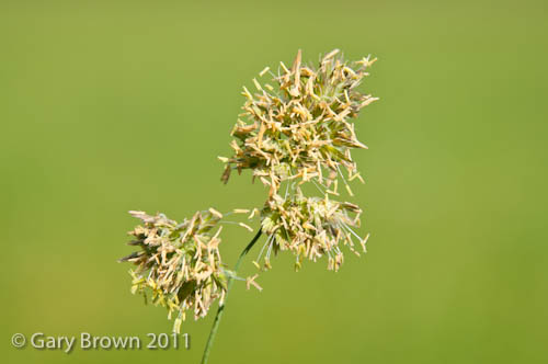 Dactylis glomerata