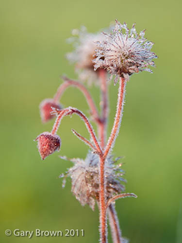 Geum rivale