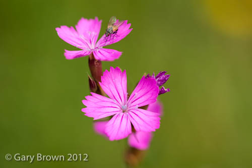 Dianthus carthusianorum