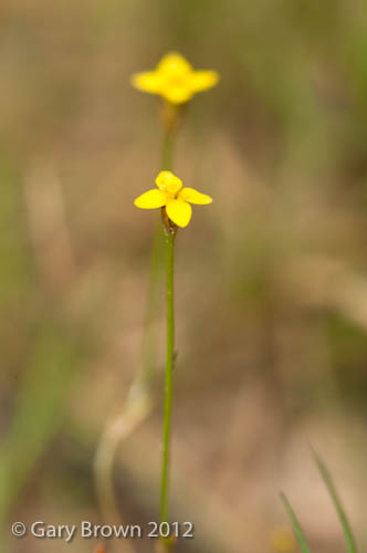 Cicendia filiformis