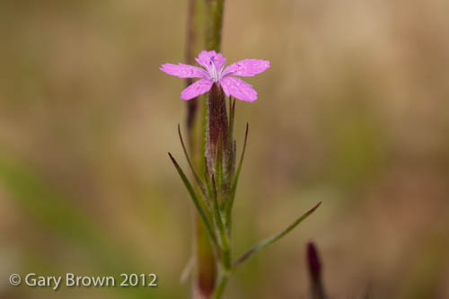 Dianthus armeria