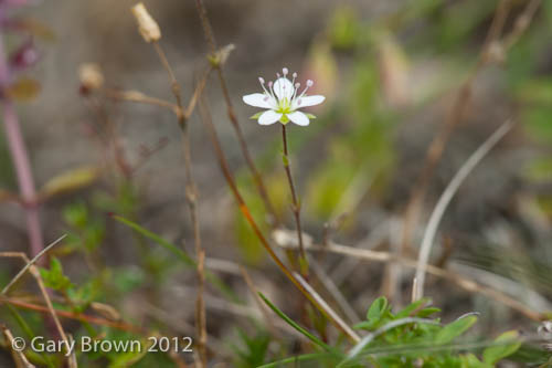 Minuartia verna