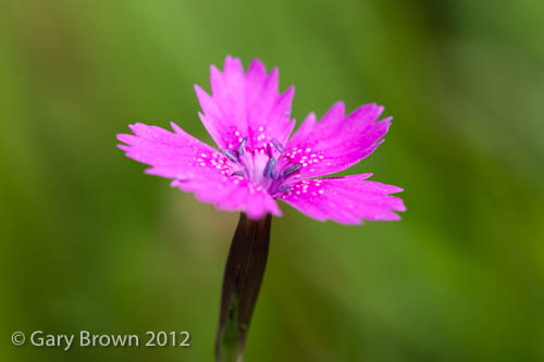 Dianthus deltoides