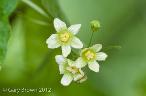 Bryonia dioica