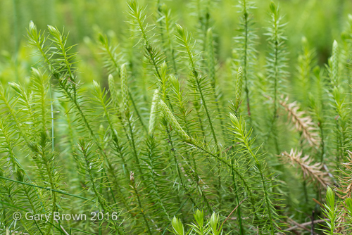 Lycopodium annotinum
