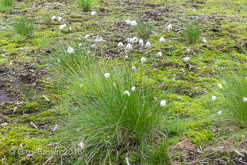 Eriophorum vaginatum