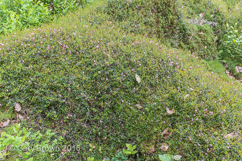 Vaccinium oxycoccos