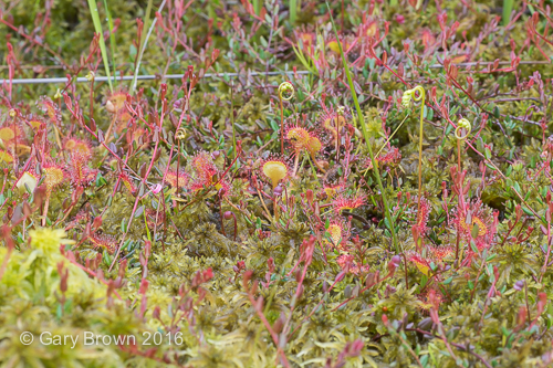 Drosera rotundifolia
