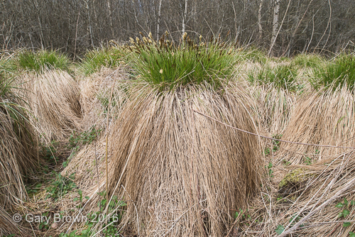 Carex appropinquata
