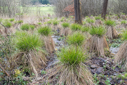 Carex appropinquata
