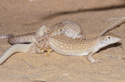 Acanthodactylus schmidti