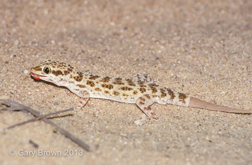 Bunopus tuberculatus