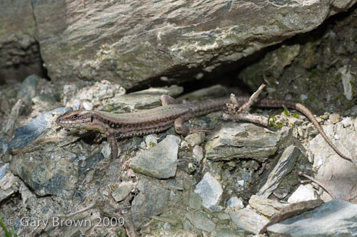 Podarcis muralis