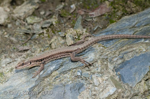 Podarcis muralis